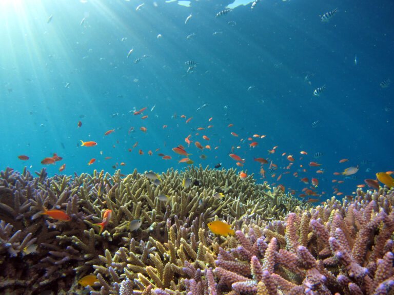 Amazing Connections Between Coral Reefs and Human Coastal Communities