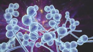 Laboratory Innovation Supporting Consistent Scientific Investigation Through Advanced Peptide Research